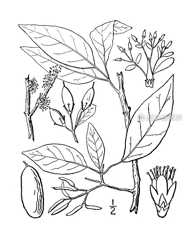 古植物学植物插图:Adelia acuminata, Adelia